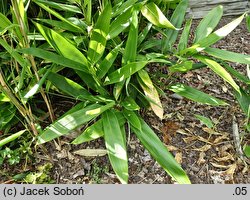 Indocalamus latifolius (indokalamus szerokolistny)