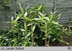 Indocalamus latifolius (indokalamus szerokolistny)