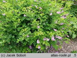 Indigofera kirilowii (idygowiec Kiriłowa)
