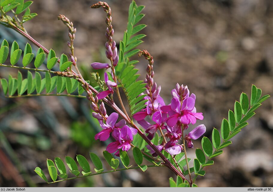 Indigofera heterantha (indygowiec himalajski)