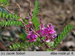 Indigofera heterantha (indygowiec himalajski)