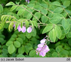 Indigofera kirilowii (idygowiec Kiriłowa)