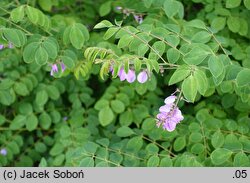 Indigofera kirilowii (idygowiec Kiriłowa)