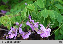 Indigofera kirilowii (idygowiec Kiriłowa)