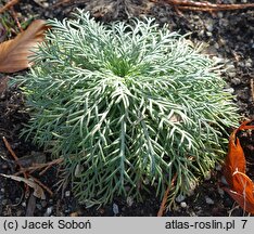 Ipomopsis rubra