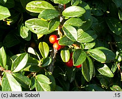 Cotoneaster dammeri Radicans