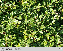 Cotoneaster dammeri Radicans