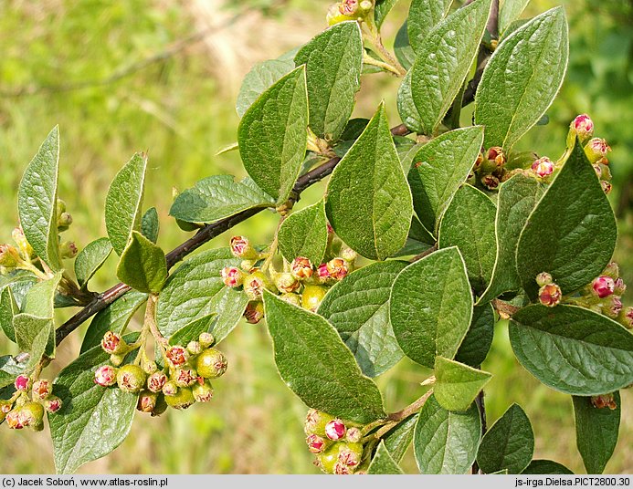 Cotoneaster dielsianus