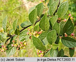 Cotoneaster dielsianus