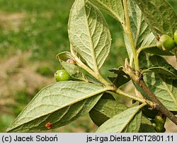 Cotoneaster dielsianus