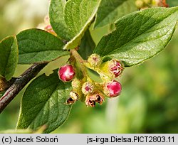 Cotoneaster dielsianus