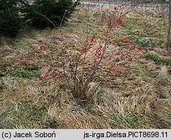 Cotoneaster dielsianus