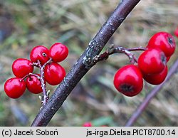 Cotoneaster dielsianus