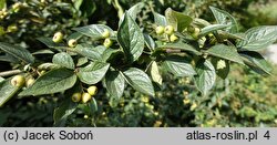 Cotoneaster franchetii (irga Francheta)