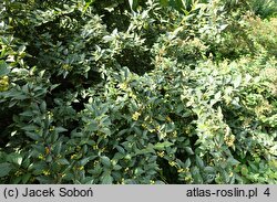 Cotoneaster franchetii (irga Francheta)