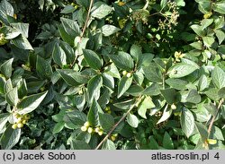 Cotoneaster franchetii (irga Francheta)