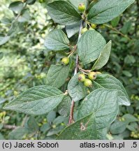Cotoneaster franchetii (irga Francheta)