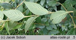 Cotoneaster franchetii (irga Francheta)