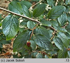 Cotoneaster lucidus (irga błyszcząca)