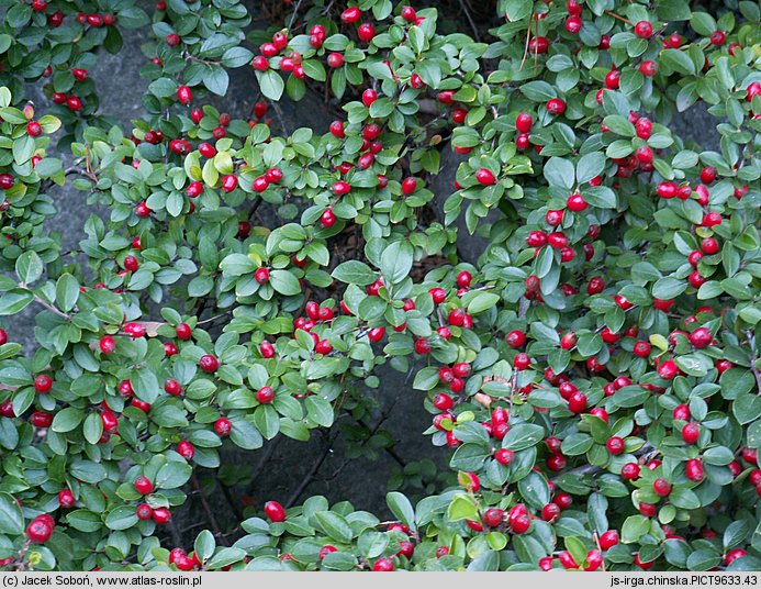 Cotoneaster divaricatus (irga rozkrzewiona)