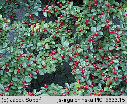 Cotoneaster divaricatus (irga rozkrzewiona)