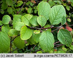 Cotoneaster niger