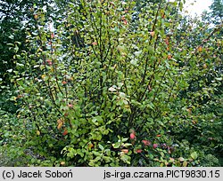 Cotoneaster niger