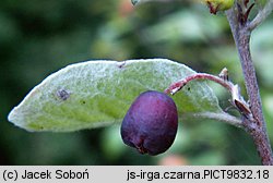 Cotoneaster niger