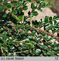 Cotoneaster horizontalis var. perpusillus (irga karłowata)