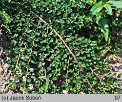 Cotoneaster horizontalis var. perpusillus (irga karłowata)