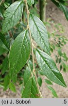 Cotoneaster frigidus (irga oziębła)