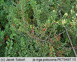 Cotoneaster adpressus