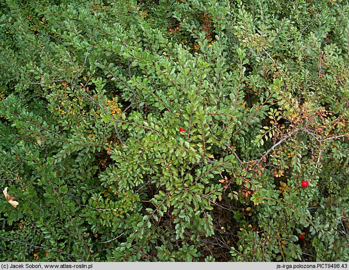 Cotoneaster adpressus