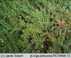 Cotoneaster adpressus