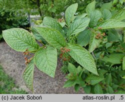 Cotoneaster lamprofolius (irga połyskliwa)