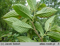 Cotoneaster lamprofolius (irga połyskliwa)