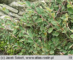 Cotoneaster integerrimus (irga pospolita)