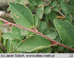 Cotoneaster integerrimus (irga pospolita)