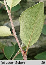 Cotoneaster integerrimus (irga pospolita)