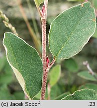 Cotoneaster integerrimus (irga pospolita)