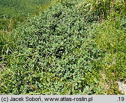 Cotoneaster integerrimus (irga pospolita)