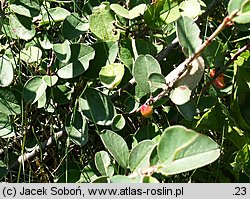 Cotoneaster integerrimus (irga pospolita)