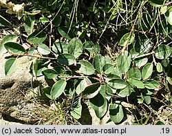 Cotoneaster integerrimus (irga pospolita)