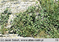 Cotoneaster integerrimus (irga pospolita)