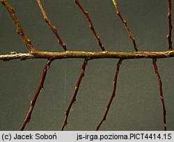 Cotoneaster horizontalis (irga pozioma)