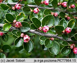 Cotoneaster horizontalis (irga pozioma)