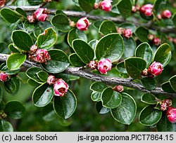 Cotoneaster horizontalis (irga pozioma)