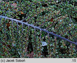 Cotoneaster horizontalis (irga pozioma)