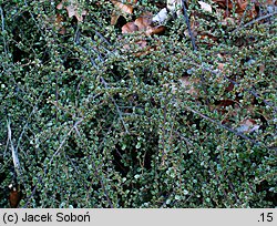 Cotoneaster horizontalis (irga pozioma)