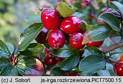 Cotoneaster divaricatus (irga rozkrzewiona)